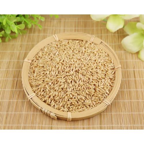 grain oat rice2