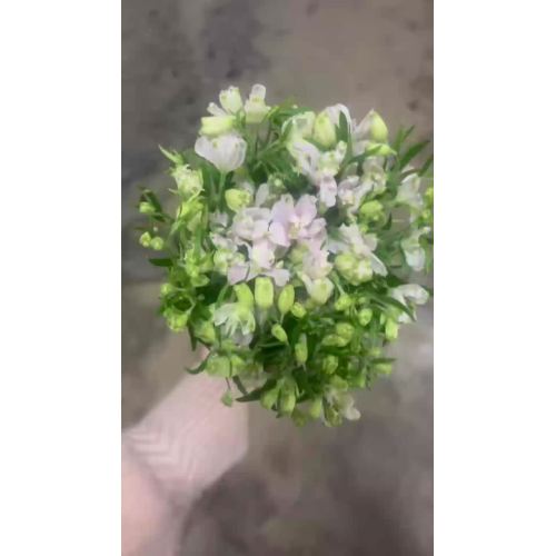 বিবাহের সাজসজ্জার জন্য প্রিমিয়াম পাইকারি তাজা কাটা ফুল সাদা লিটল ডেলফিনিয়াম লার্কসপুর
