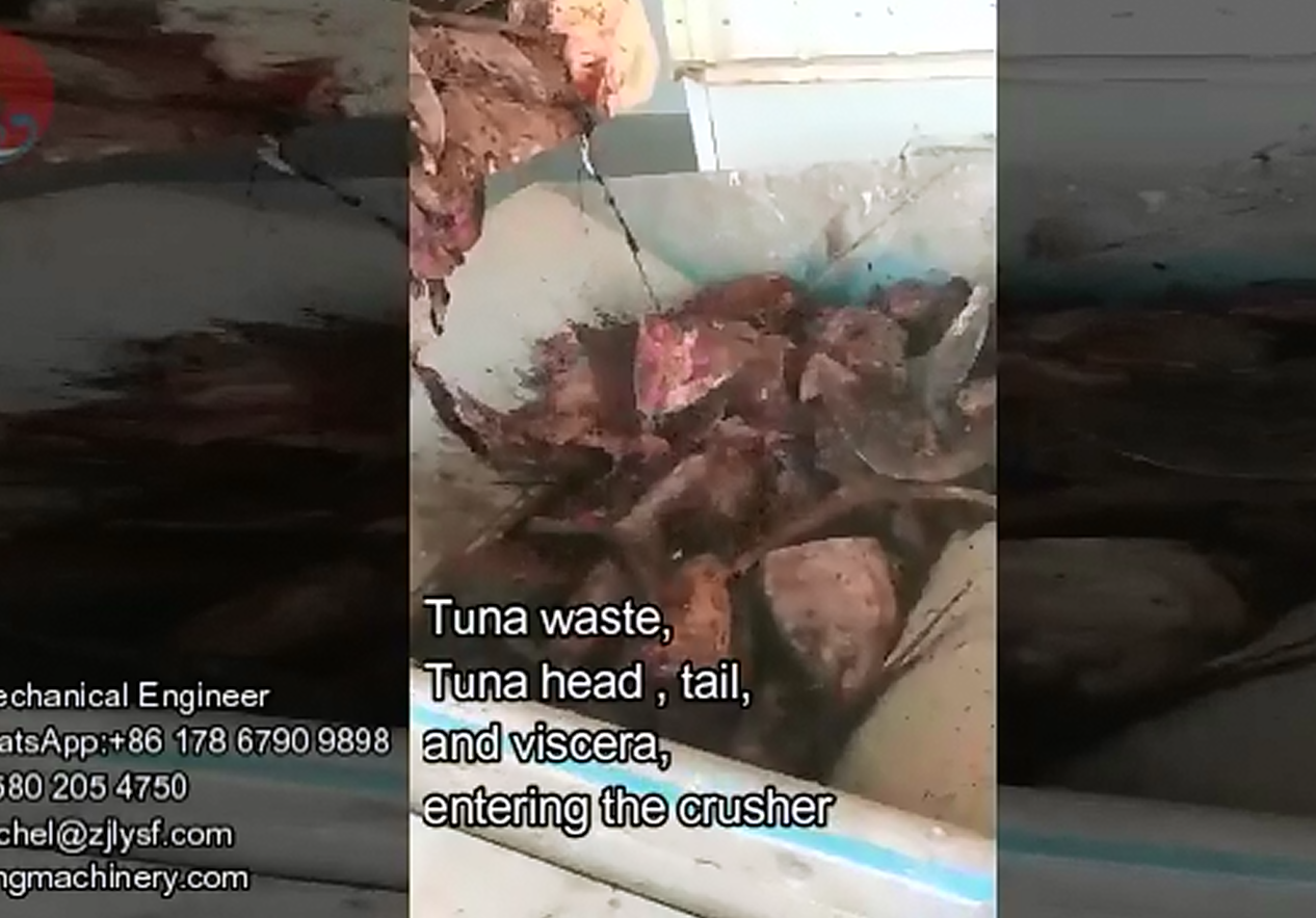 Cauda de cabeça de atum entrando no triturador