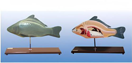 Fish anatomical model-2