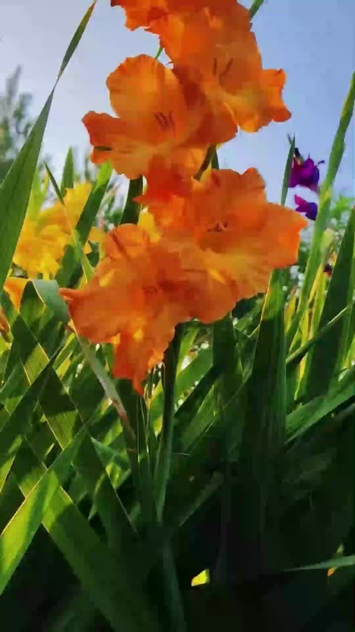 زهور الزنبق البرتقالية المقطوفة حديثًا، زهور الزنبق البرتقالية المميزة لديكور المناسبات والزفاف