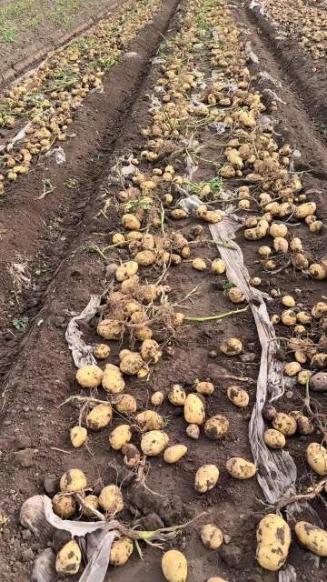 Xisen 6 Yellow Flesh Potato