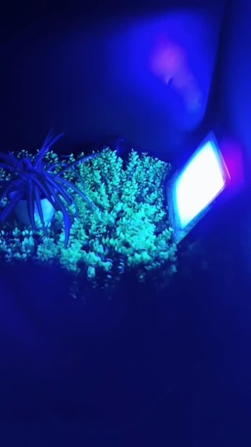 20W IP66 LED UV Floodlight with Plug Perfect for Neon Glow, Blacklight Party, Stage Lighting, Fishing, Aquarium, DJ Disco1