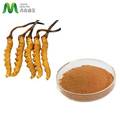 Béta glükan ganoderma yarsagumba cordyceps kivonja a por szerves poliszacharidot 10%-50%1