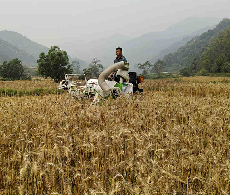 4LZ-1.2A wheat rice combine harvester