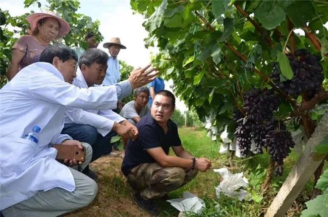 As uvas Dali Binchuan Ziyu Tianzhu entraram no mercado em grande escala.
