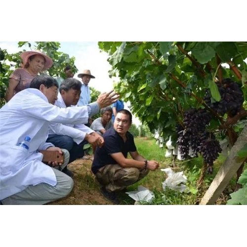 As uvas Dali Binchuan Ziyu Tianzhu entraram no mercado em grande escala.