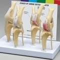 Life Size Hot Sales PVC Dog Artificial Knee Joint Model1