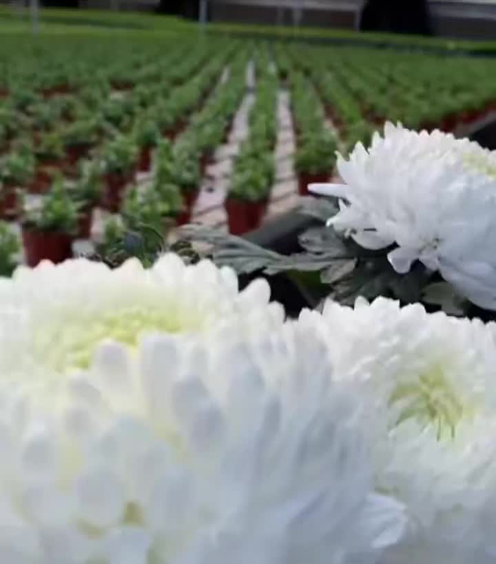 স্ট্যান্ডার্ড Peony chrysanthemum