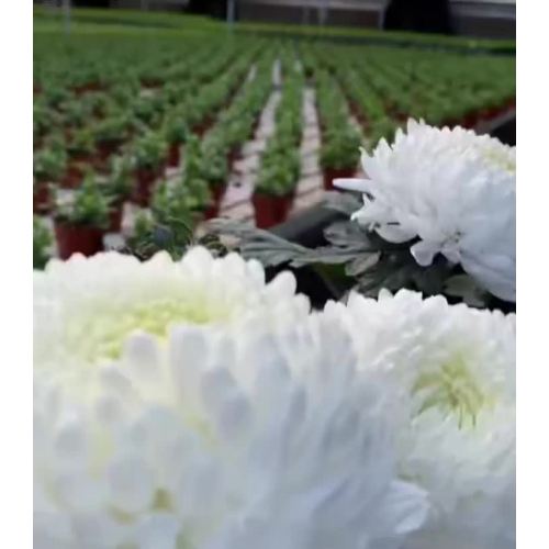স্ট্যান্ডার্ড Peony chrysanthemum