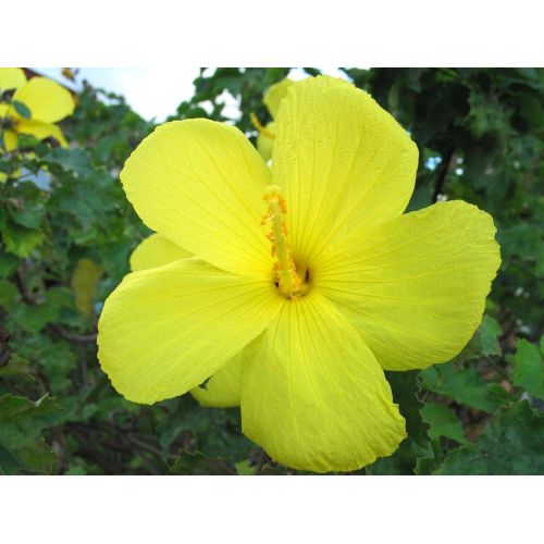 Flores tropicales que te harán pensar en las flores de Hawaii-Hibisco