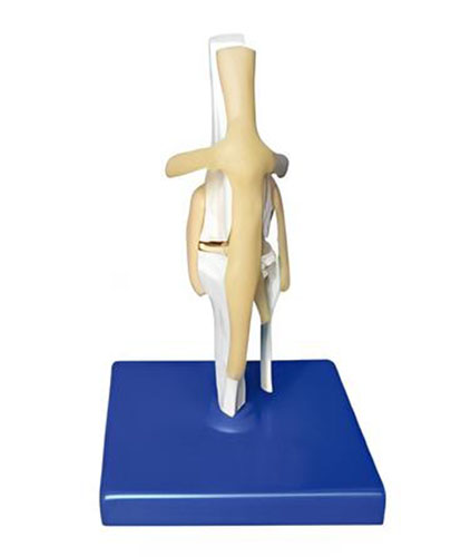 Dog knee joint model