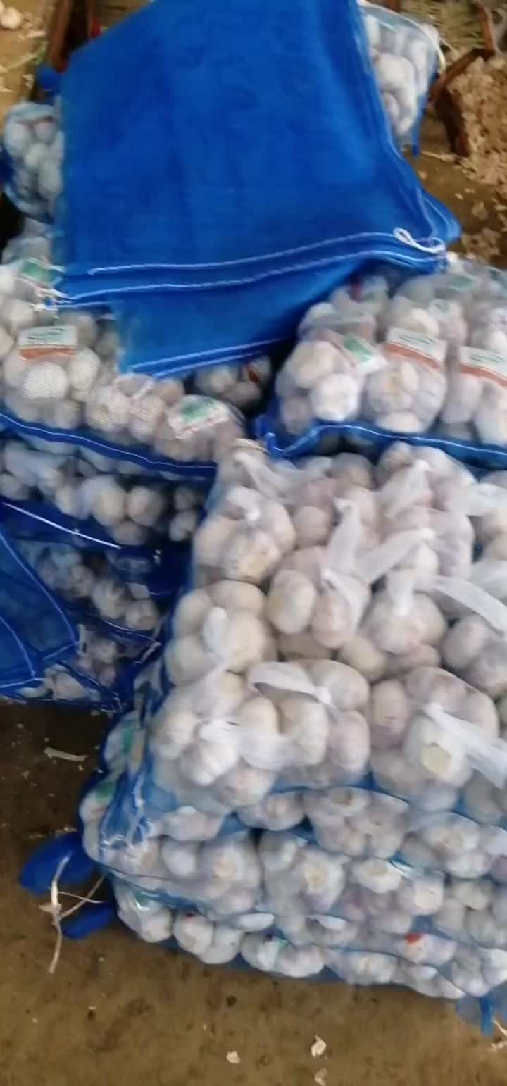 normal garlic in small bag.mp4