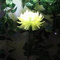 Wholesale Solar-Powered LED Chrysanthemum Lights for Outdoor Decoration1