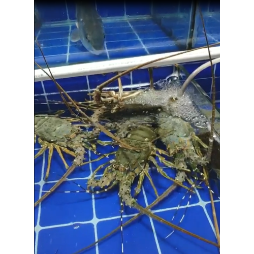 Fruits de mer frais sur le marché ! 