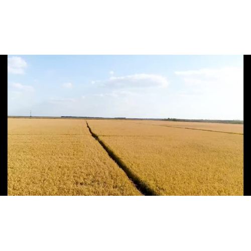 Зерна риса фабрика видео7