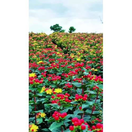 زهرة Hypericum الطازجة لترتيب الباقة