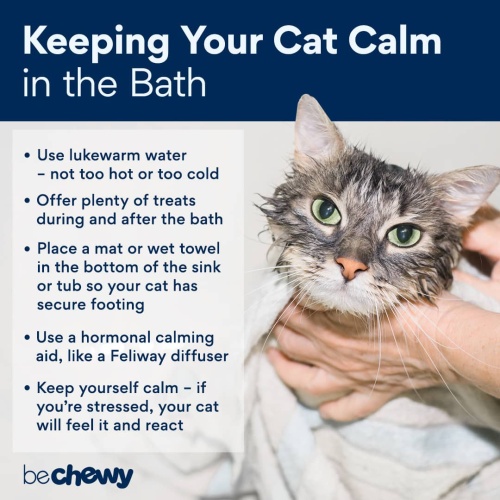 Tips voor het baden van uw kat of kitten