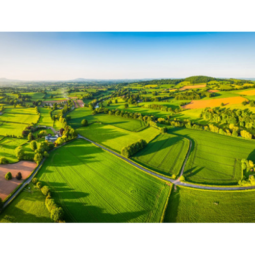 Marché de l’ail 2026 : la recherche révolutionnaire en matière de santé et l’évolution de la chaîne d’approvisionnement mondiale stimulent la croissance