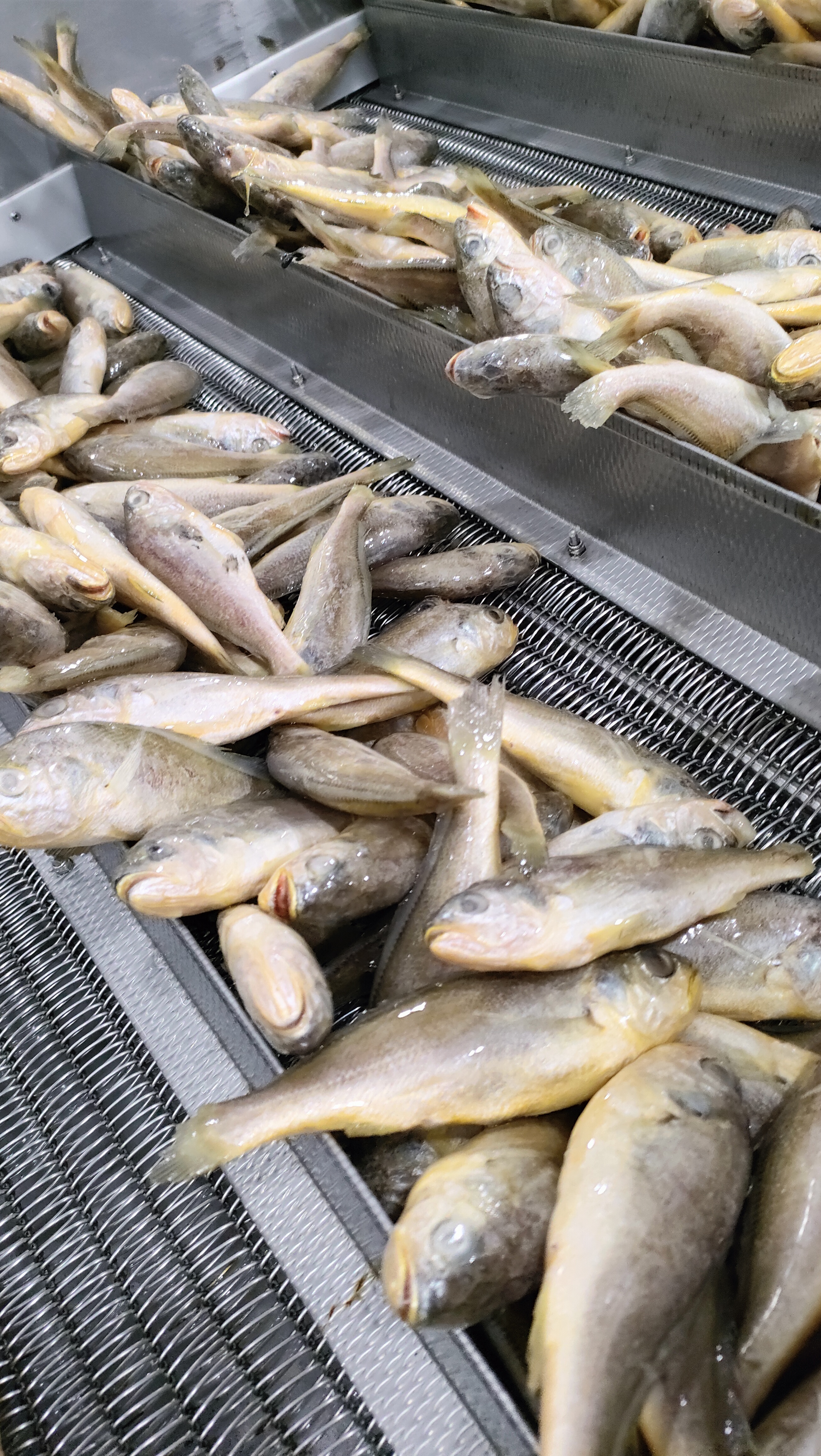 línea de producción completa para pescado amarillo IQF