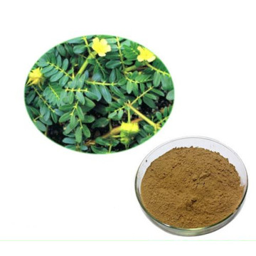 Product Favored By Sports Athletes ----- Tribulus Terrestris Saponin