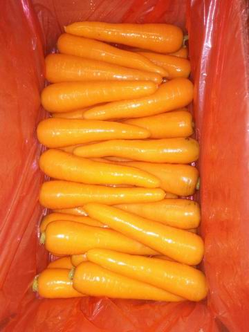 Fresh Carrot 200g and up  10kg/plastic box 