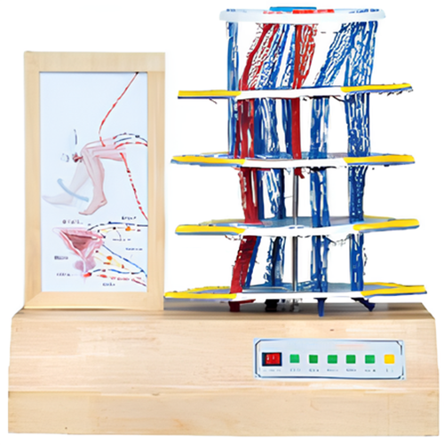 Electric model of spinal reflex and injury