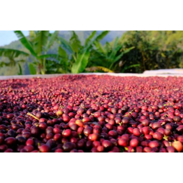 The Feature of Roasted Arabica Coffee Bean