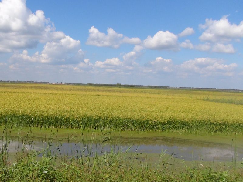 Zhaoyuan Erzhan Town Shuguang Village Loujiazhai Grain Plantion Professional Cooperative