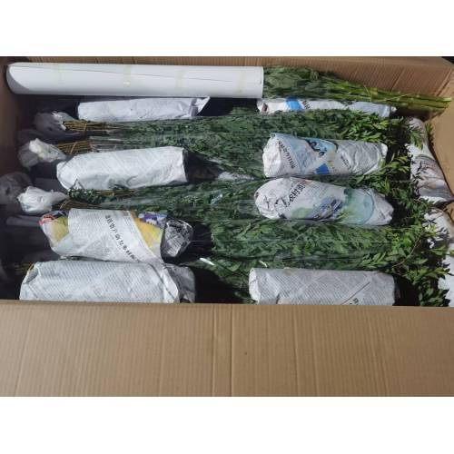 تقوم شركة Yunnan Border Trade Co., Ltd. بشحن الزهور الطازجة من كونمينغ إلى مدينة هوشي منه، فيتنام