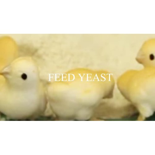 Feed Yeast For Animal