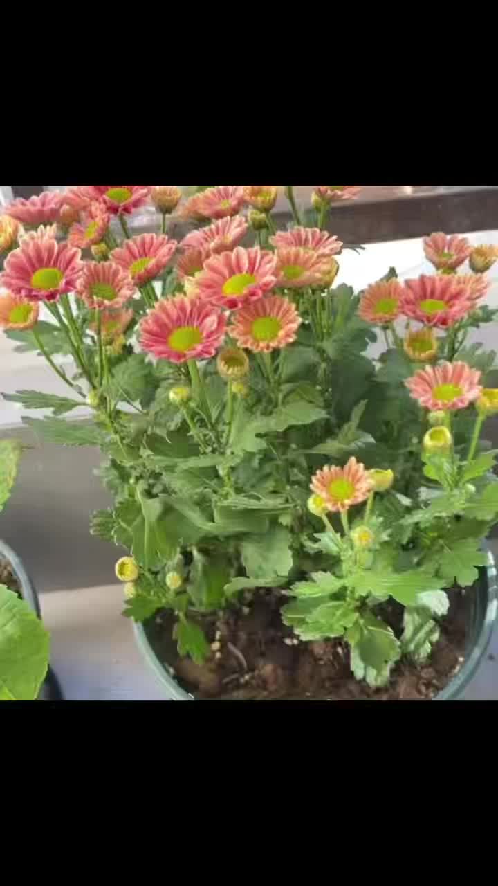লিঙ্গলং সামান্য চন্দ্রমল্লিকা স্প্রে করুন