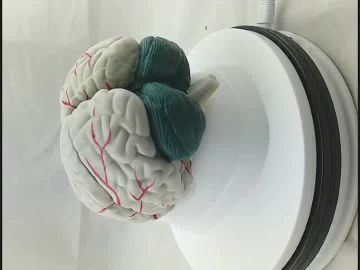 brain model 已修改