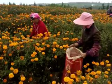 Marigold Flower