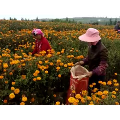 Marigold Flower