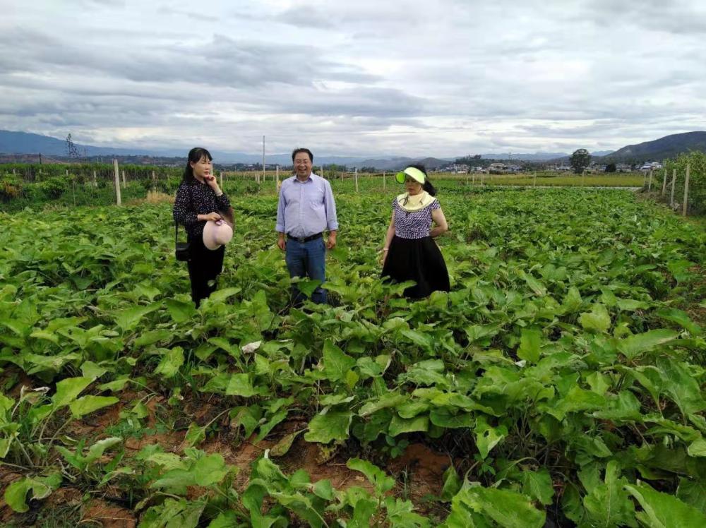 Raw Material Plantation