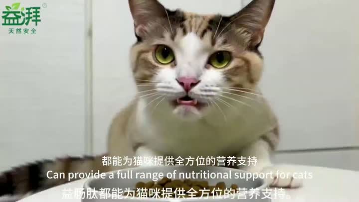 Suplementos curativos para mascotas gato