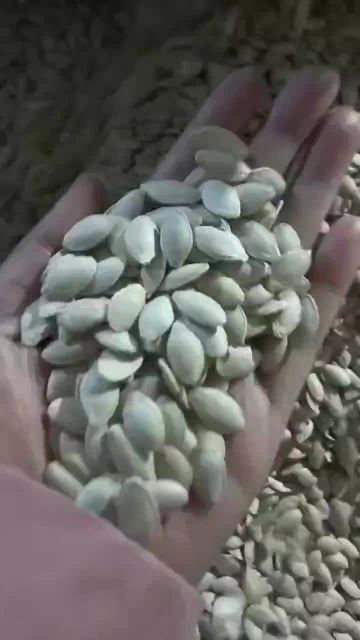 Pumpkin seeds Processing