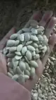 Eksportowanie nowych nasion dyni