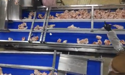 bird conveyor of poultry processing line