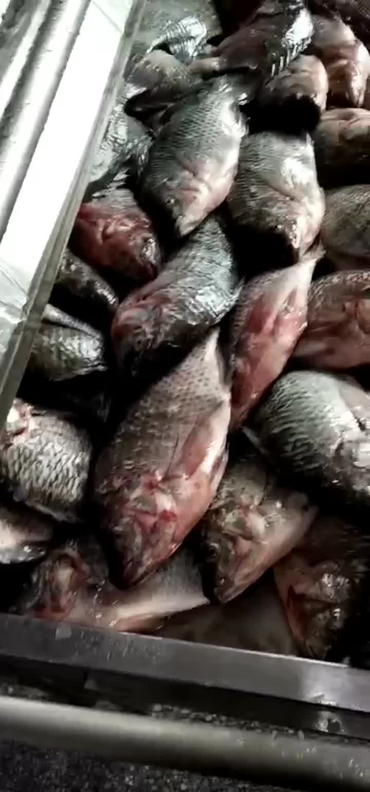 máquina de escala de peces