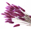 Wholesale Artificial and Dried Bunny Tail Flowers for Wedding Decor1
