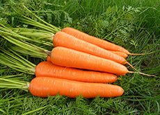Shandong Jining Green Living International Trade Co.,Ltd