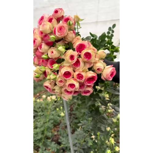 মিডনাইট ম্যাজিক স্প্রে রোজ