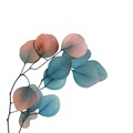 Yunnan Wholesale Natural Eucalyptus Leaves for DIY Projects1