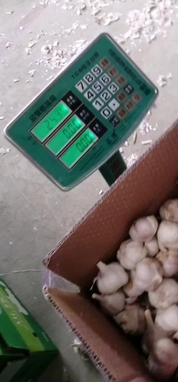 normal fresh garlic