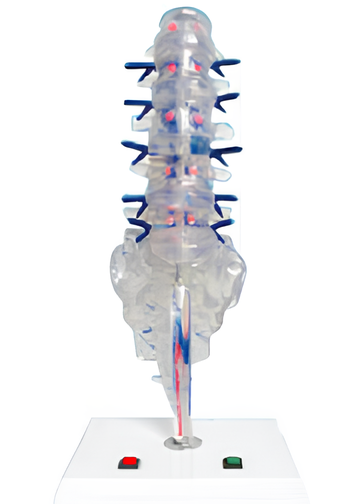 Electric, intervertebral disc and spinalnerve electric model