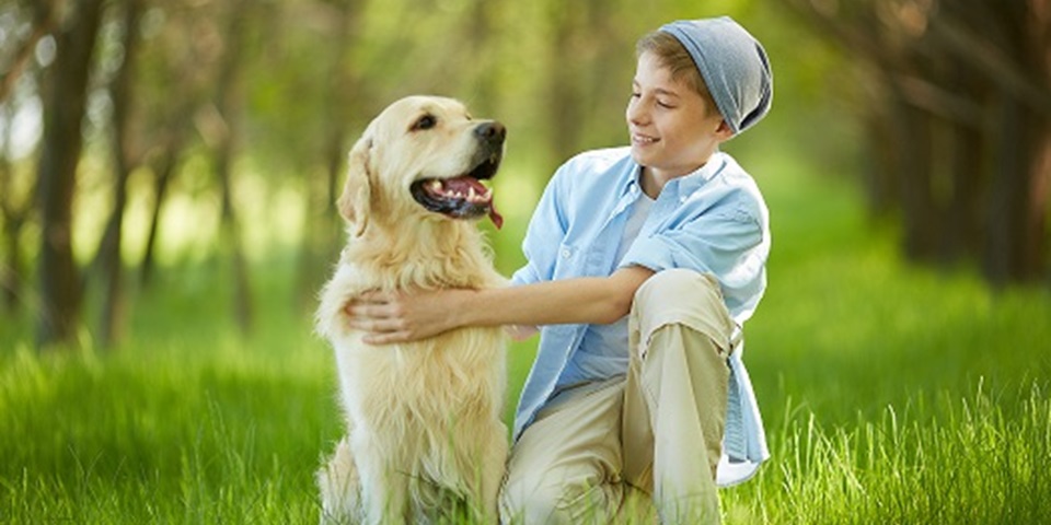 Dongguan King Pet Toys Co.,Ltd