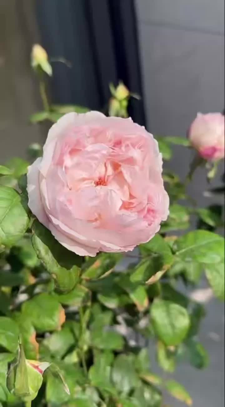 কোকোট রোজ ফার্ম