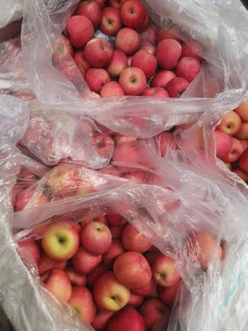 fuji apple factory